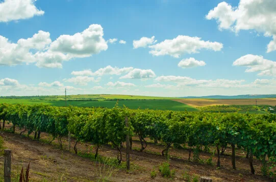 Rows of vines under a summer sky at the estate