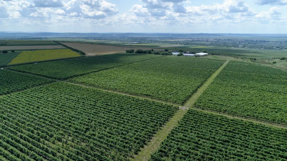Aerial view of the vineyard blocks today